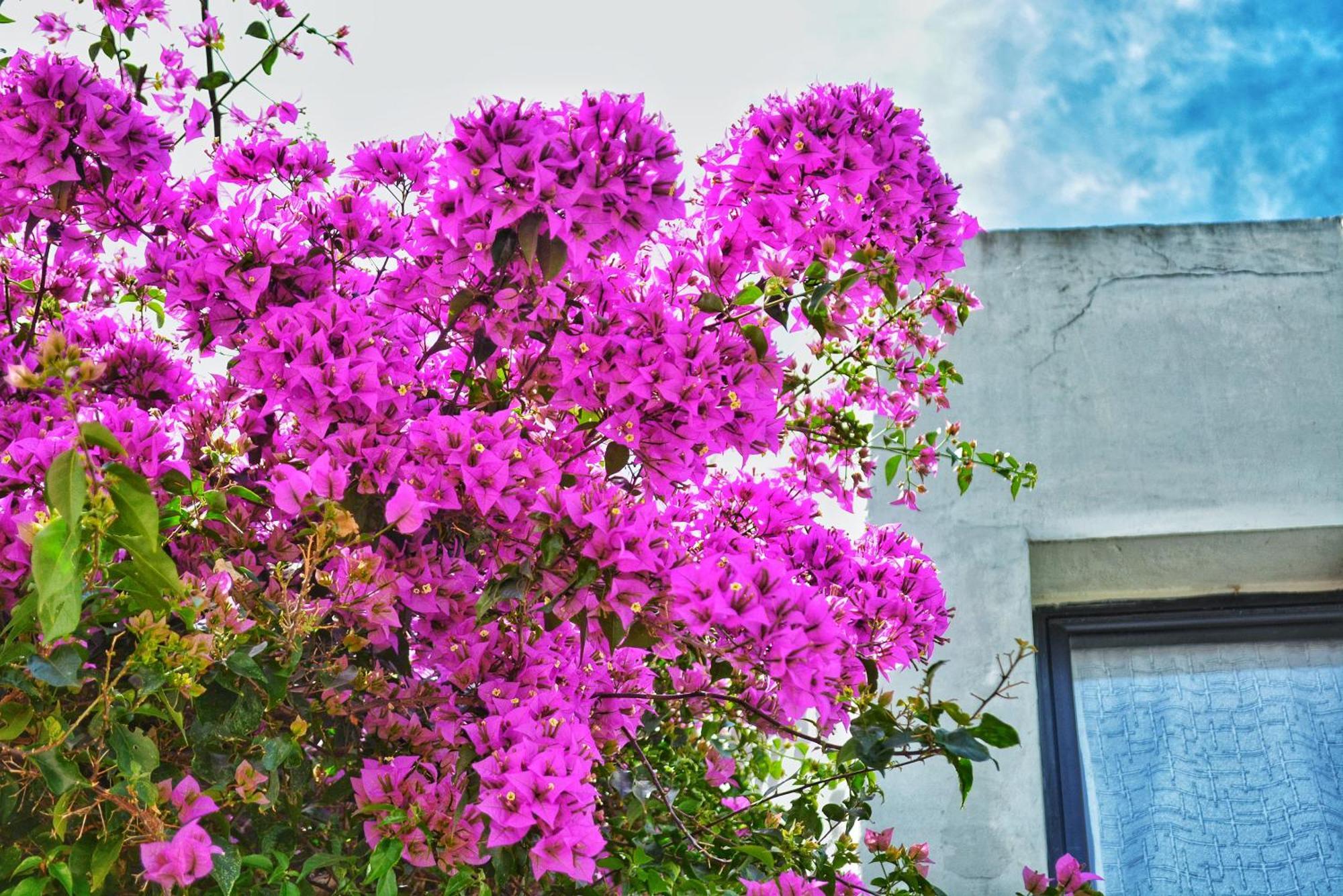 Posada Santa Rita Κολονία ντε Σακραμεντο Εξωτερικό φωτογραφία